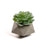 Planta artificial Echeveria glauca con maceta de cemento 14 cm