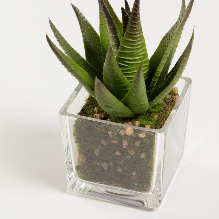Planta artificial Hawortia con maceta de cristal 15 cm