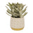 Planta artificial Kalanchoe tomentosa con maceta de cemento blanco y gris 23 cm